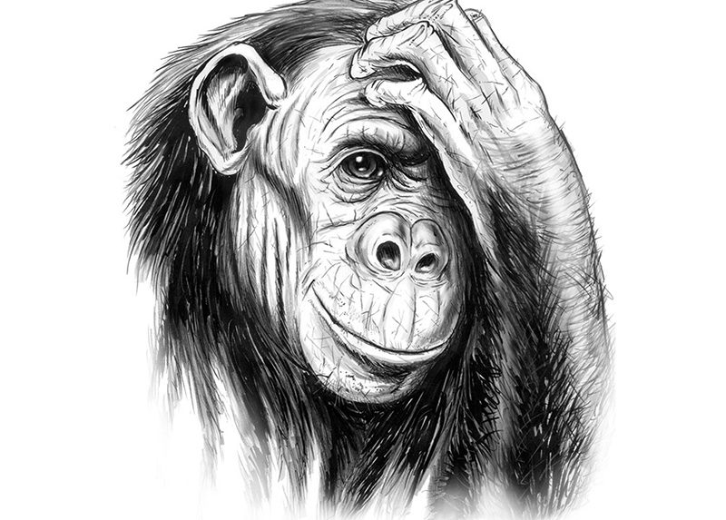Dierenillustraties